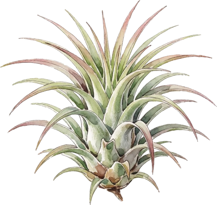 Botanical illustration of Air Plant
