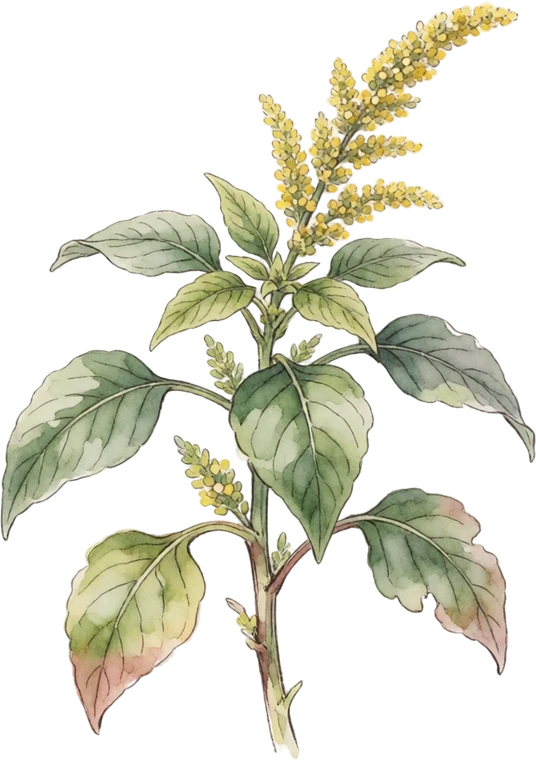 Botanical illustration of Amaranth