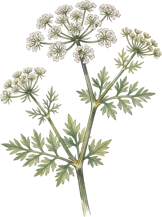 Botanical illustration of Anise
