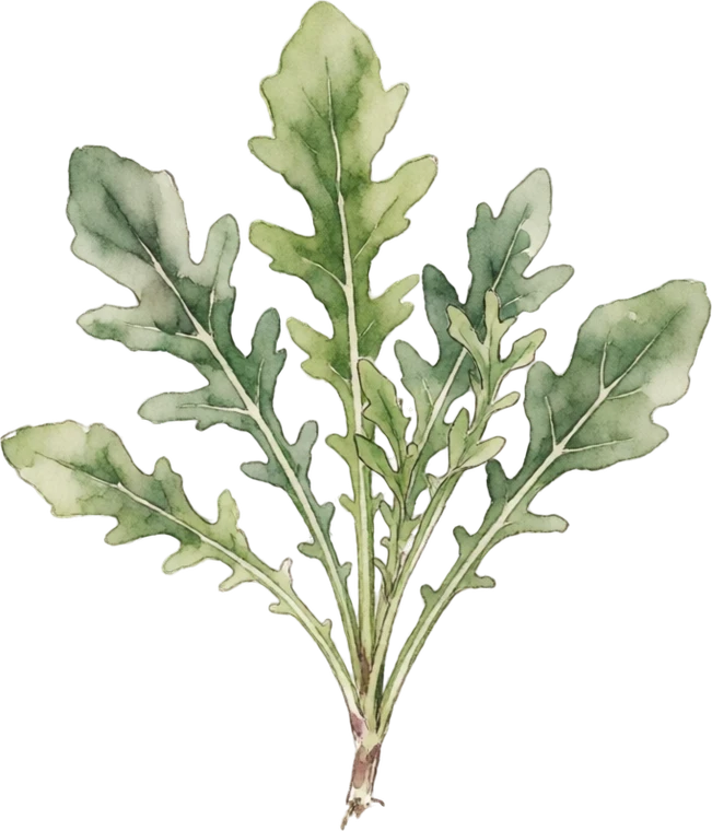 Botanical illustration of Arugula