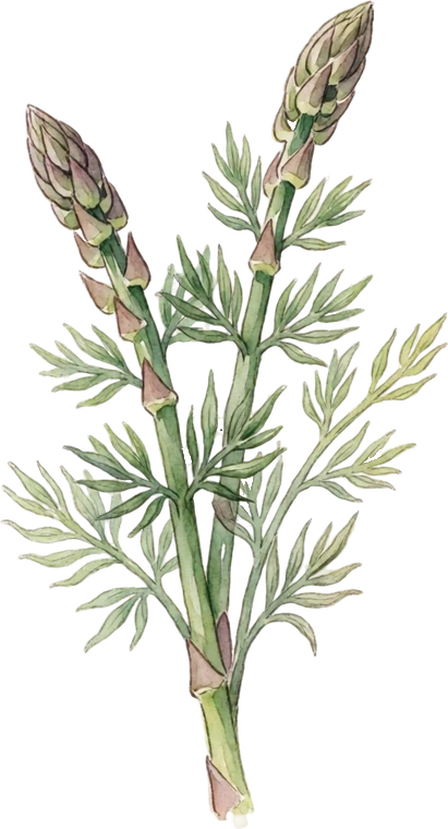 Botanical illustration of Asparagus
