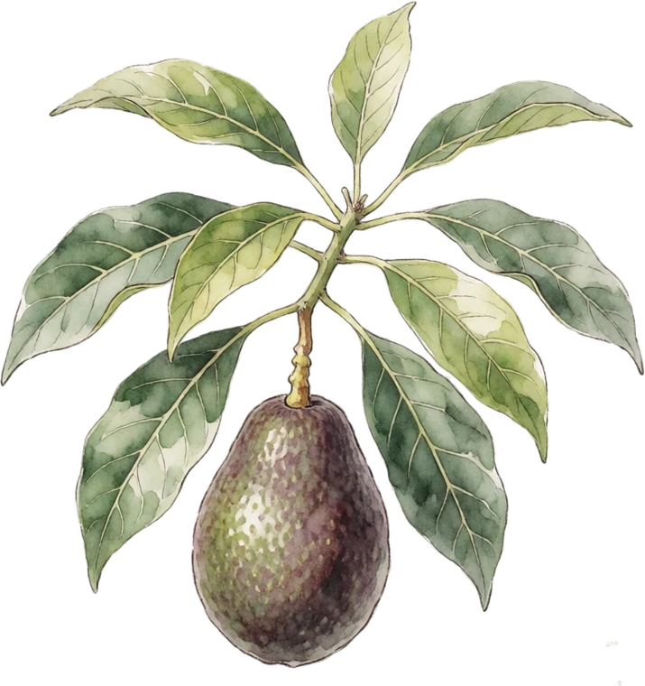 Botanical illustration of Avocado