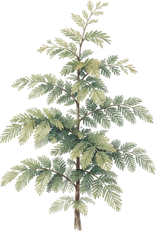 Botanical illustration of Bald Cypress