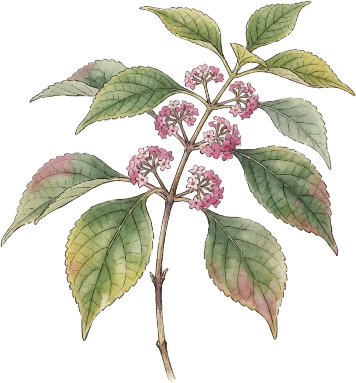 Botanical illustration of Beautyberry