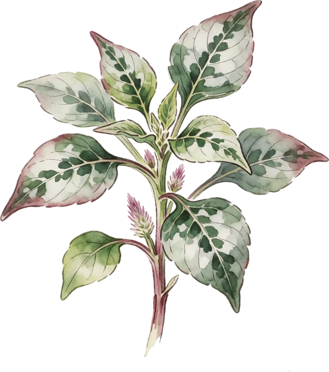 Botanical illustration of Celosia