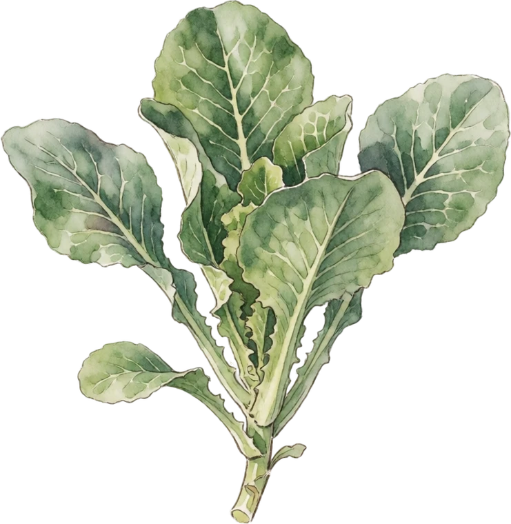 Botanical illustration of Celtuce (Stem Lettuce)