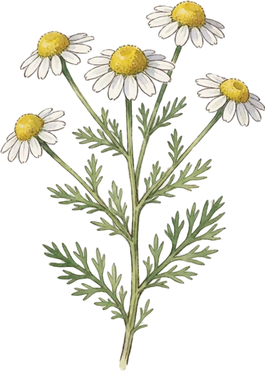 Botanical illustration of German Chamomile