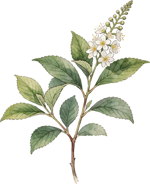 Botanical illustration of Summersweet