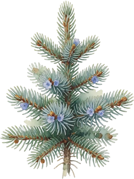 Botanical illustration of Colorado Blue Spruce