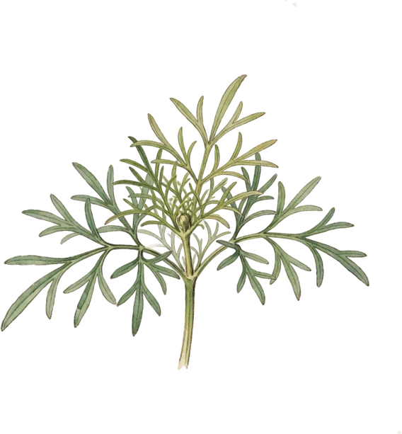 Botanical illustration of Cosmos