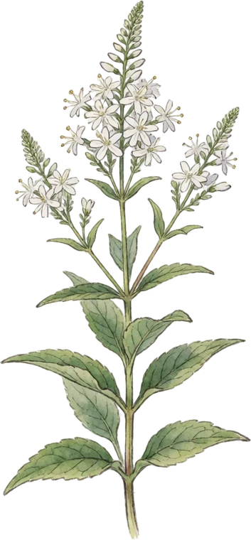 Botanical illustration of Culver's Root