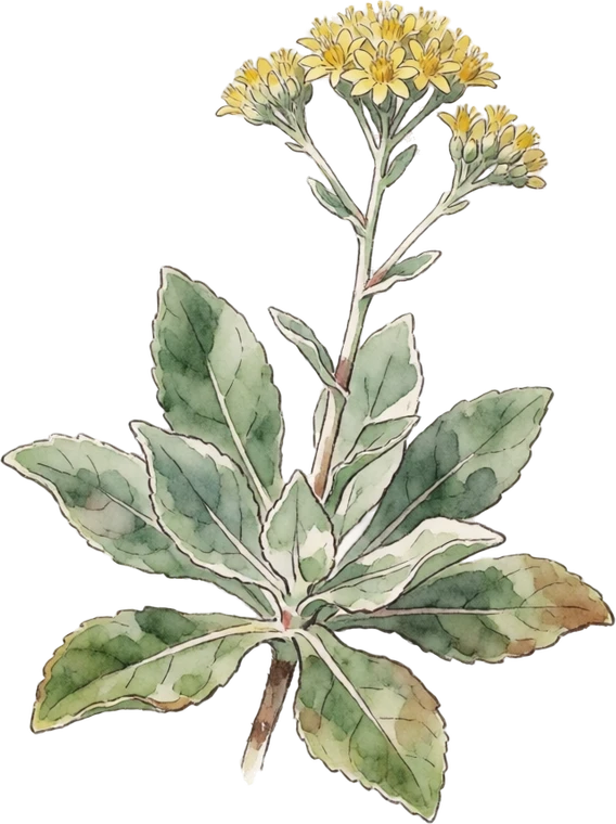 Botanical illustration of Curry Plant