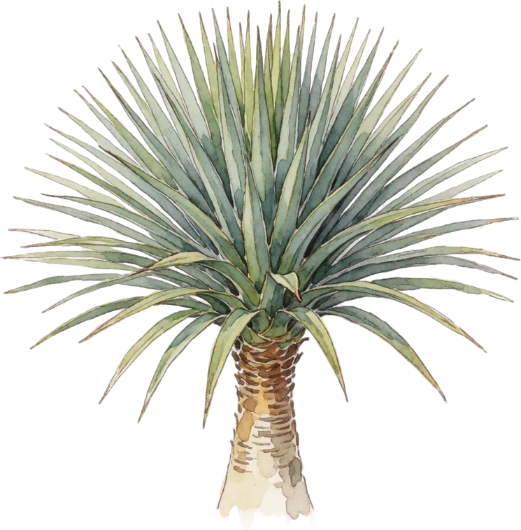 Botanical illustration of Dragon Tree