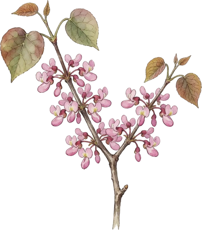 Botanical illustration of Eastern Redbud