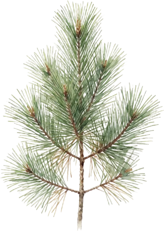 Botanical illustration of Eastern White Pine
