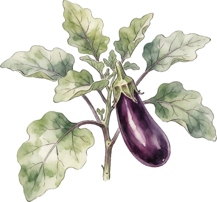 Botanical illustration of Eggplant