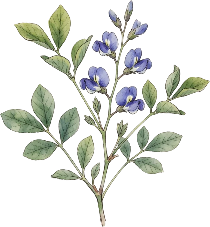 Botanical illustration of False Indigo (Baptisia)