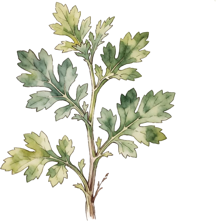 Botanical illustration of Feverfew