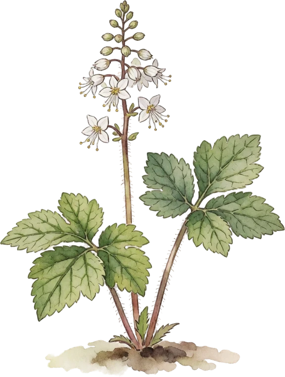 Botanical illustration of Foamflower