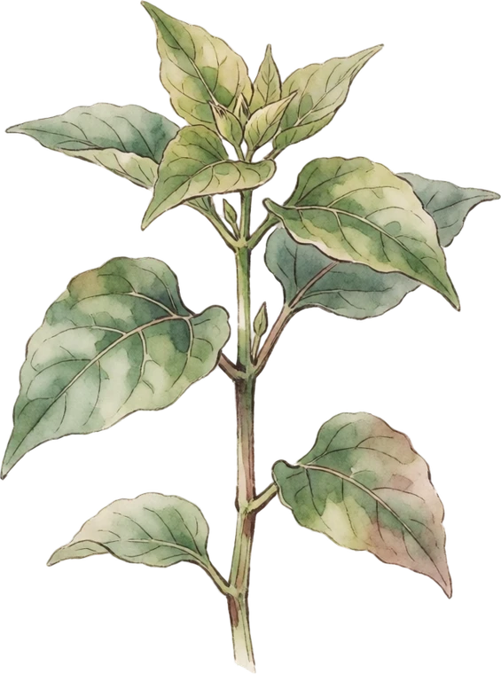 Botanical illustration of Four O'Clock (Marvel of Peru)