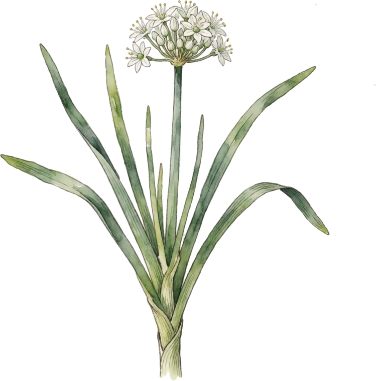 Botanical illustration of Garlic Chives