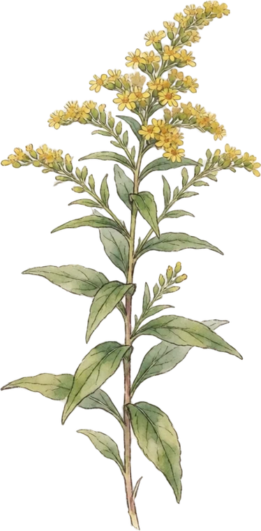 Botanical illustration of Goldenrod