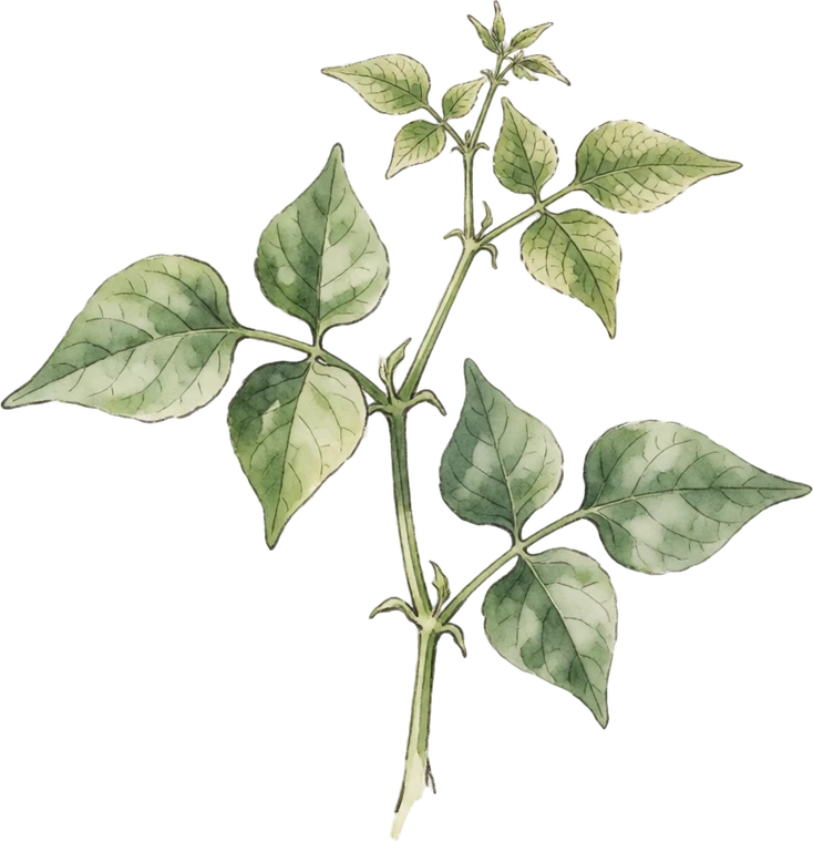 Botanical illustration of Bean