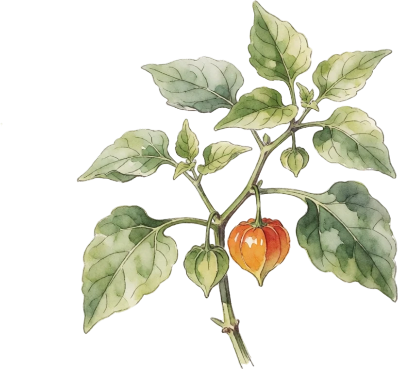 Botanical illustration of Ground Cherry