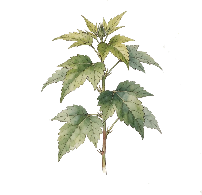 Botanical illustration of Hibiscus