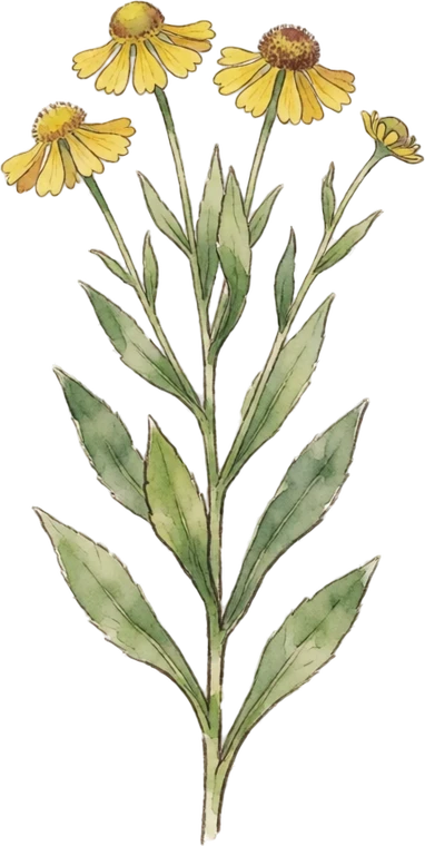 Botanical illustration of Helen's Flower (Sneezeweed)
