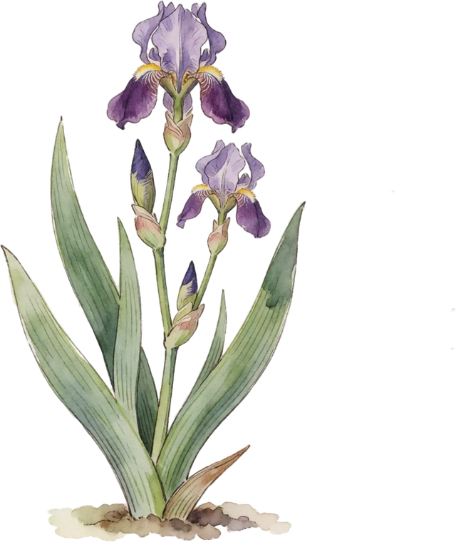 Botanical illustration of Bearded Iris