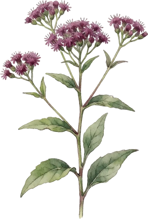 Botanical illustration of Ironweed