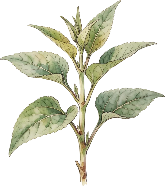 Botanical illustration of Jerusalem Artichoke