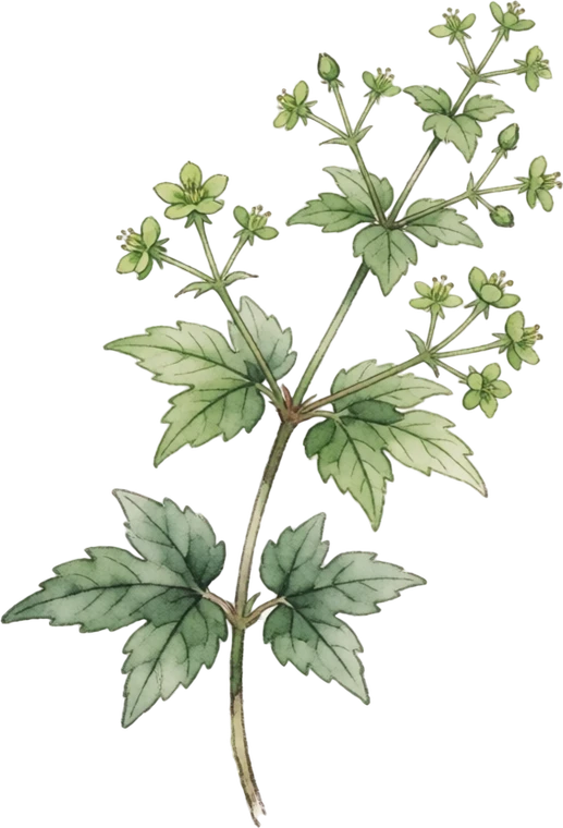 Botanical illustration of Jiaogulan