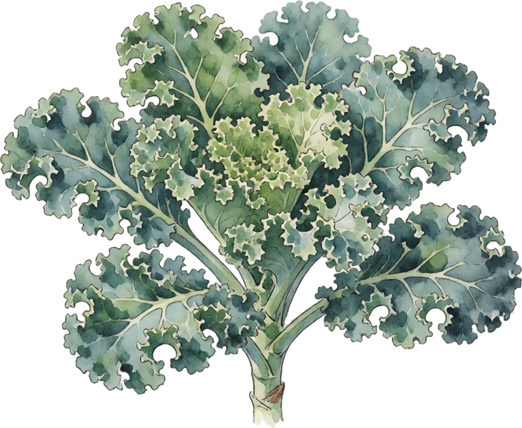 Botanical illustration of Kale