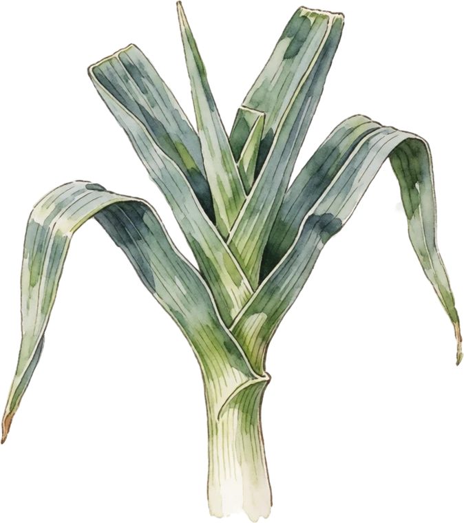 Botanical illustration of Leek