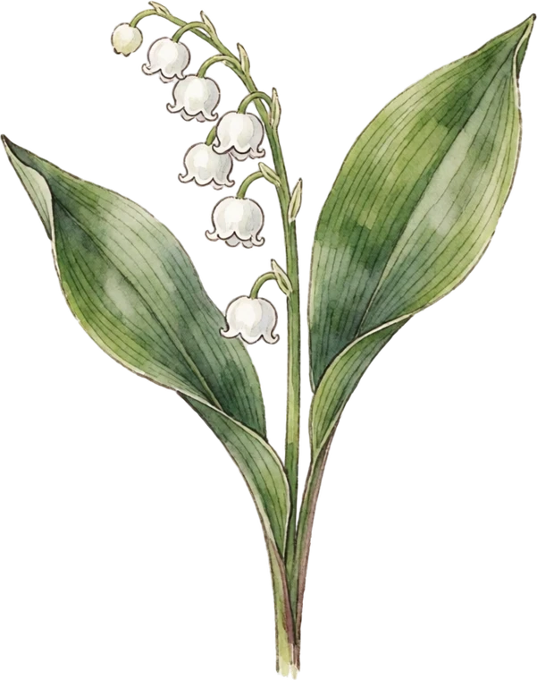 Botanical illustration of Lily of the Valley