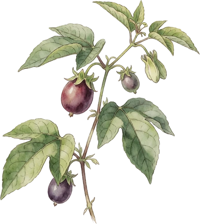 Botanical illustration of Maypop (Hardy Passionflower)