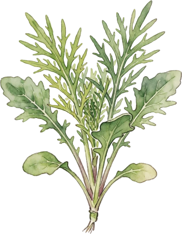 Botanical illustration of Mizuna