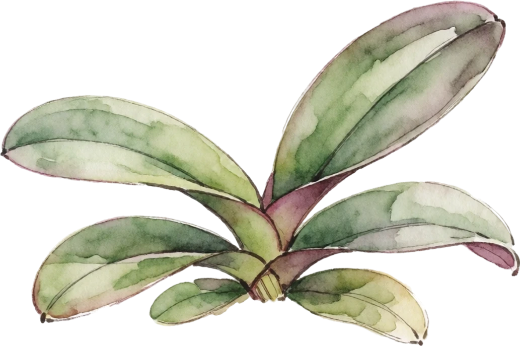 Botanical illustration of Orchid
