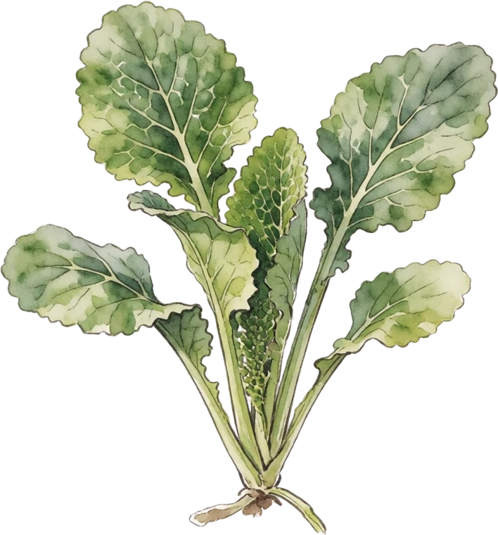Botanical illustration of Mustard Greens