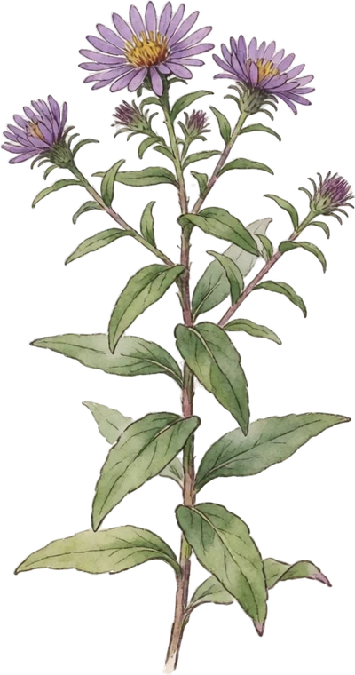 Botanical illustration of New England Aster