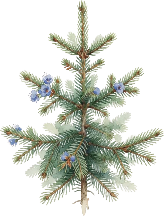 Botanical illustration of Norway Spruce