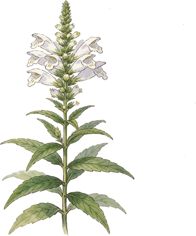 Botanical illustration of Obedient Plant