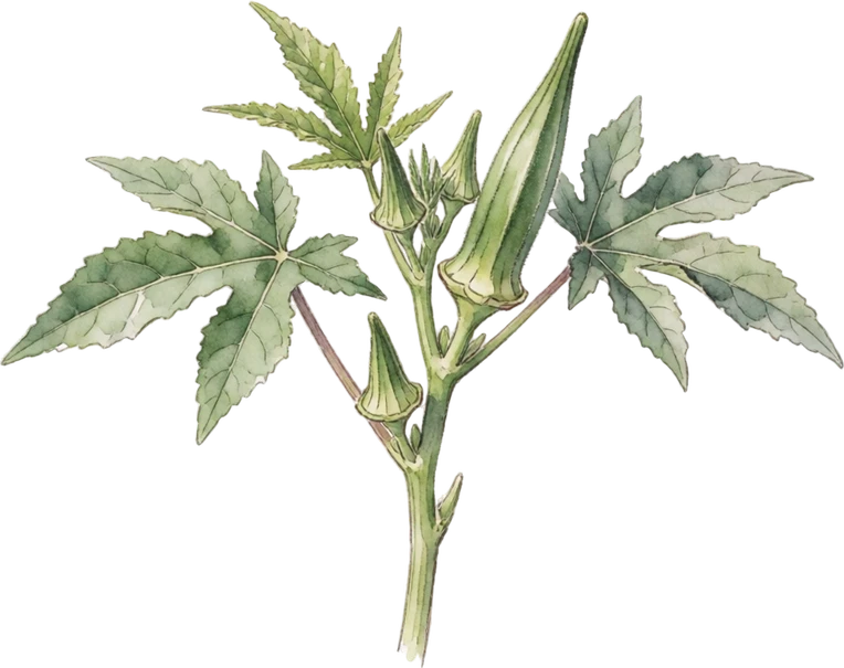 Botanical illustration of Okra