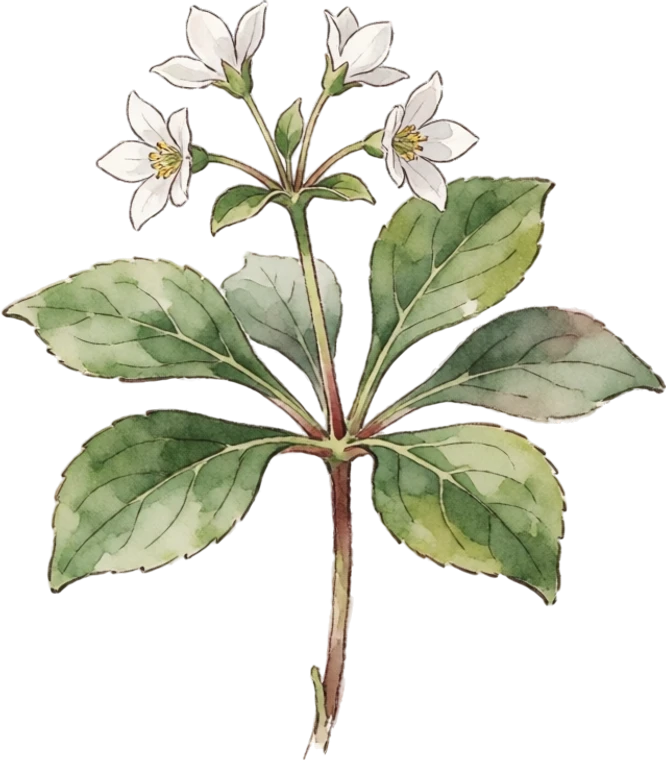 Botanical illustration of Pachysandra