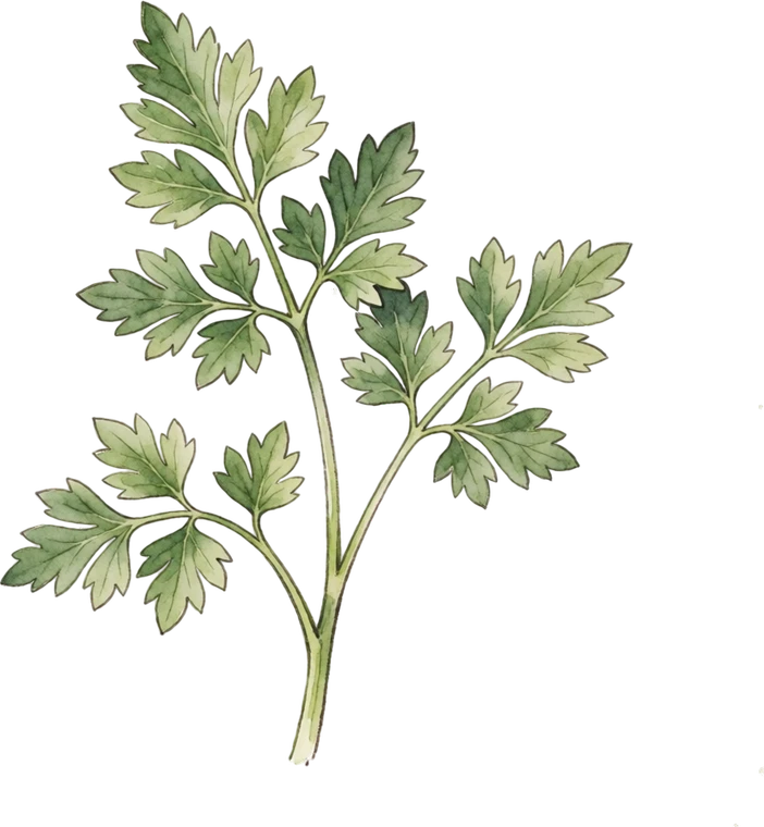Botanical illustration of Parsley