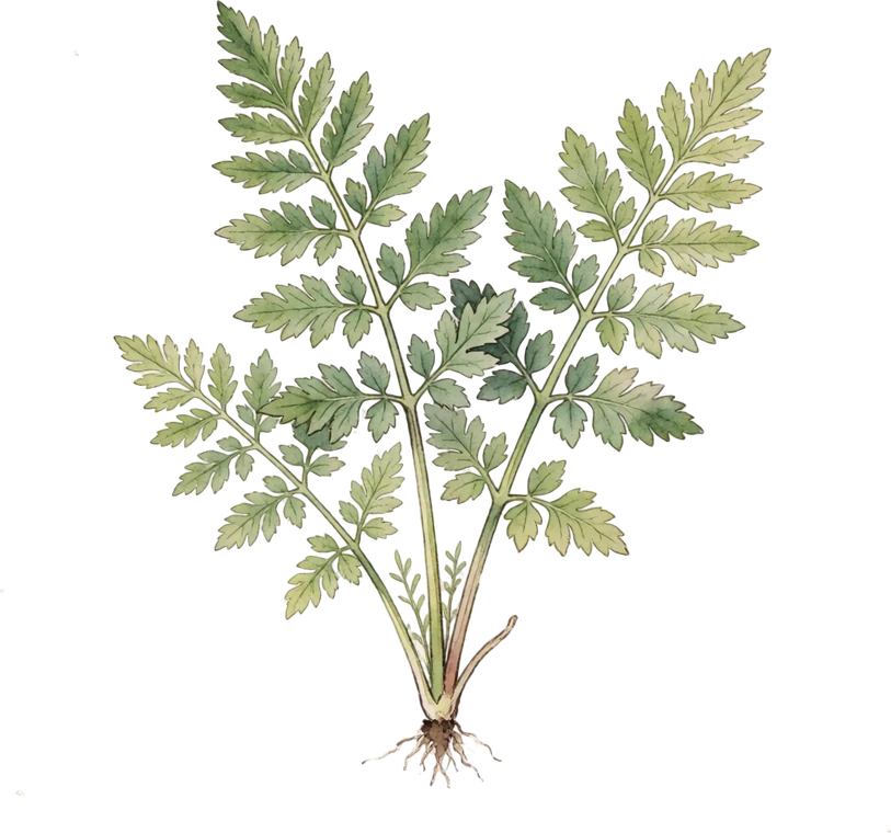 Botanical illustration of Parsnip