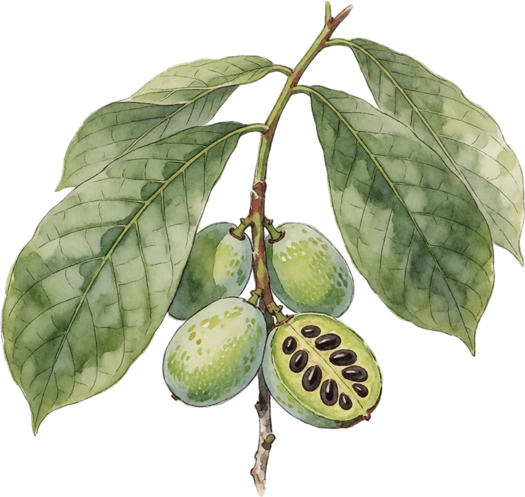 Botanical illustration of Pawpaw