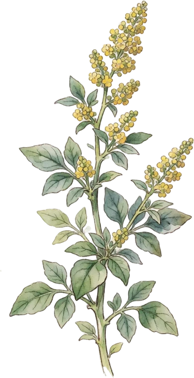 Botanical illustration of Quinoa